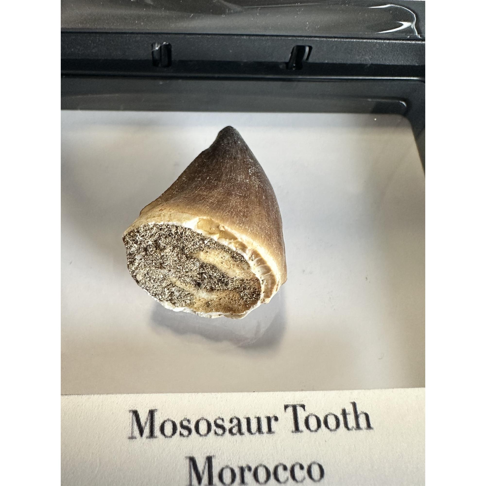 Mosasaurus tooth, 1 1/4 inches Prehistoric Online