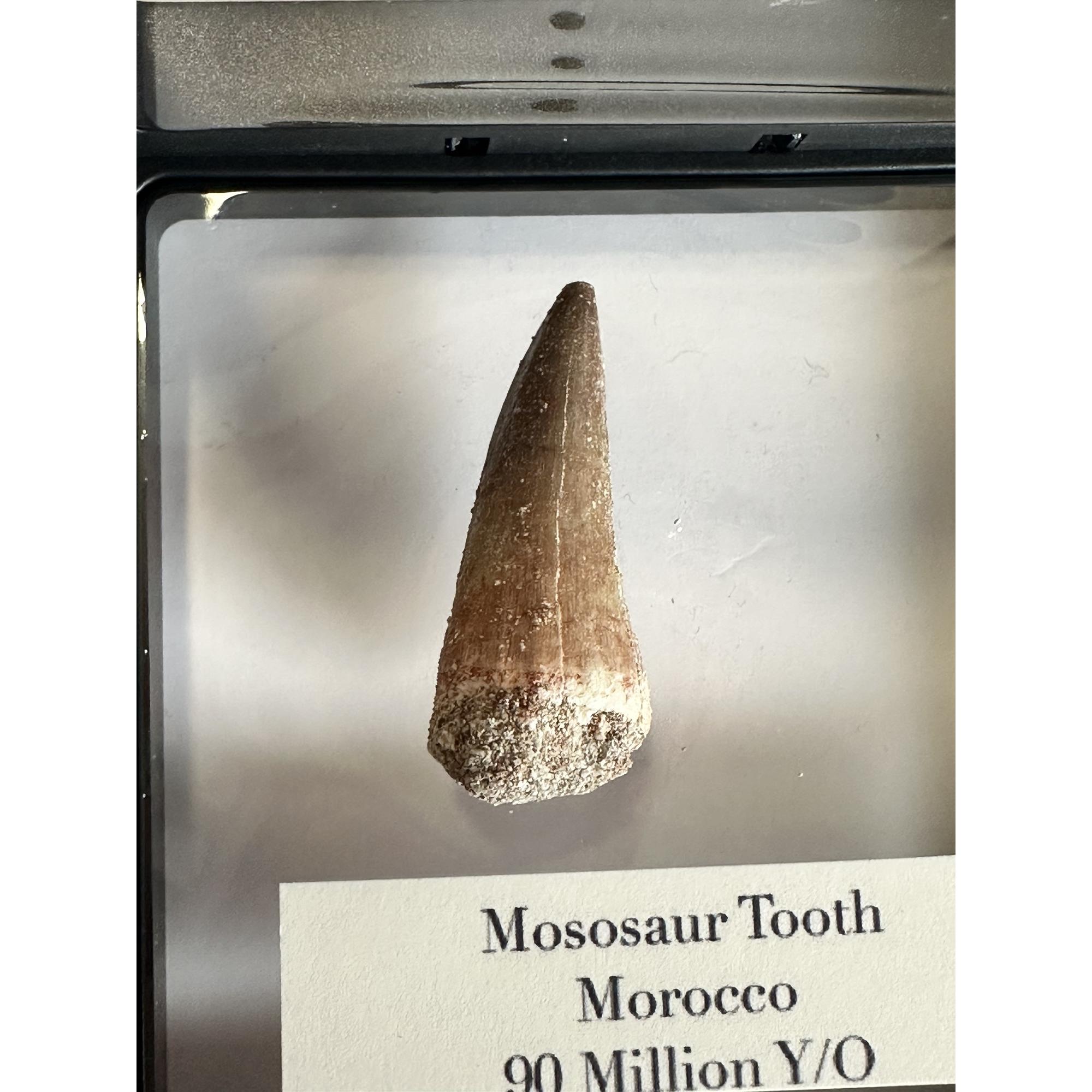 Mosasaurus tooth, 1 3/4 inches Prehistoric Online