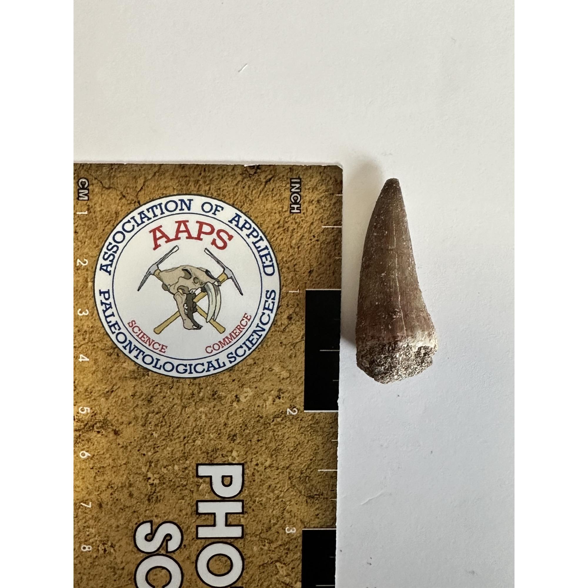 Mosasaurus tooth, 1 3/4 inches Prehistoric Online