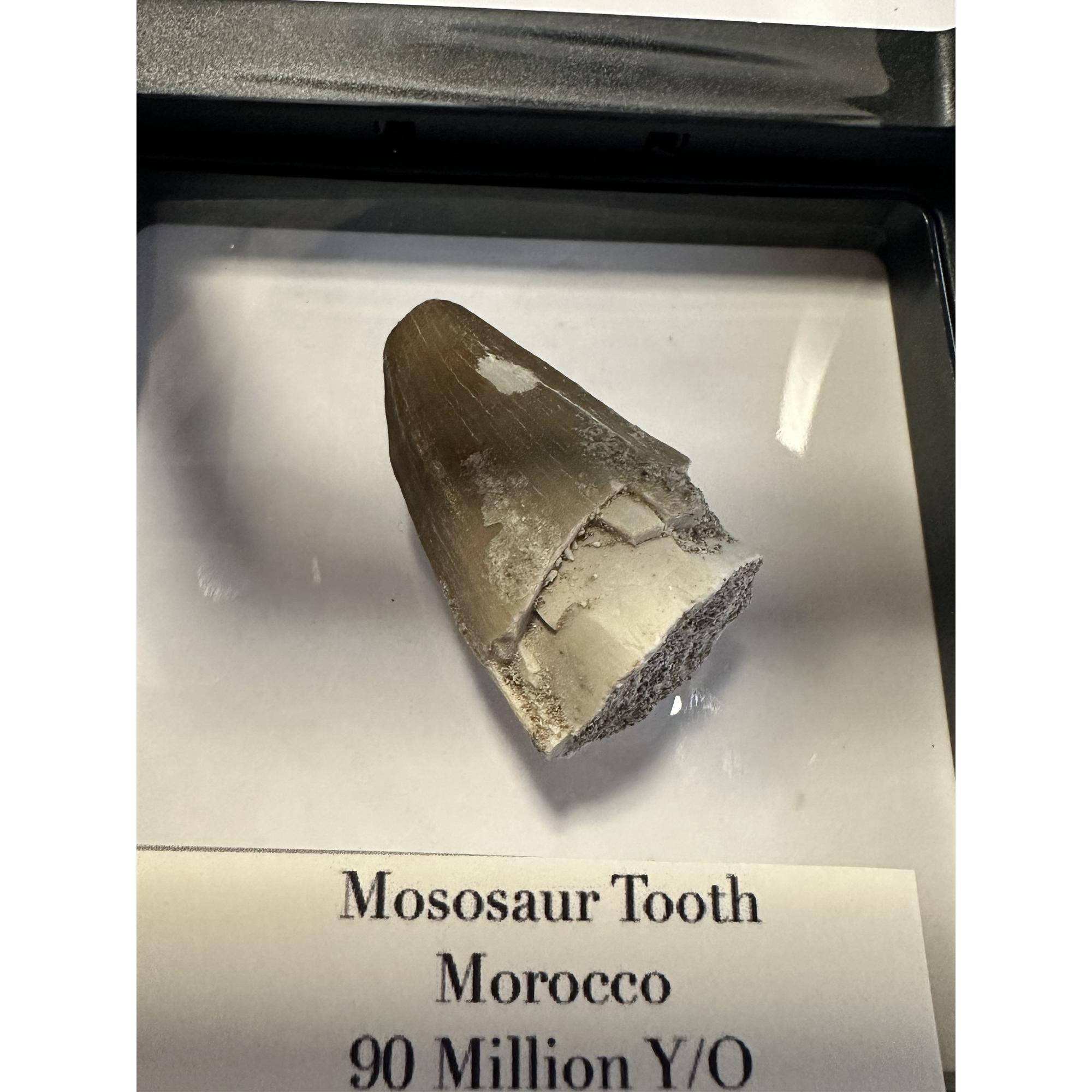 Mosasaurus tooth, 1 5/8 inches Prehistoric Online