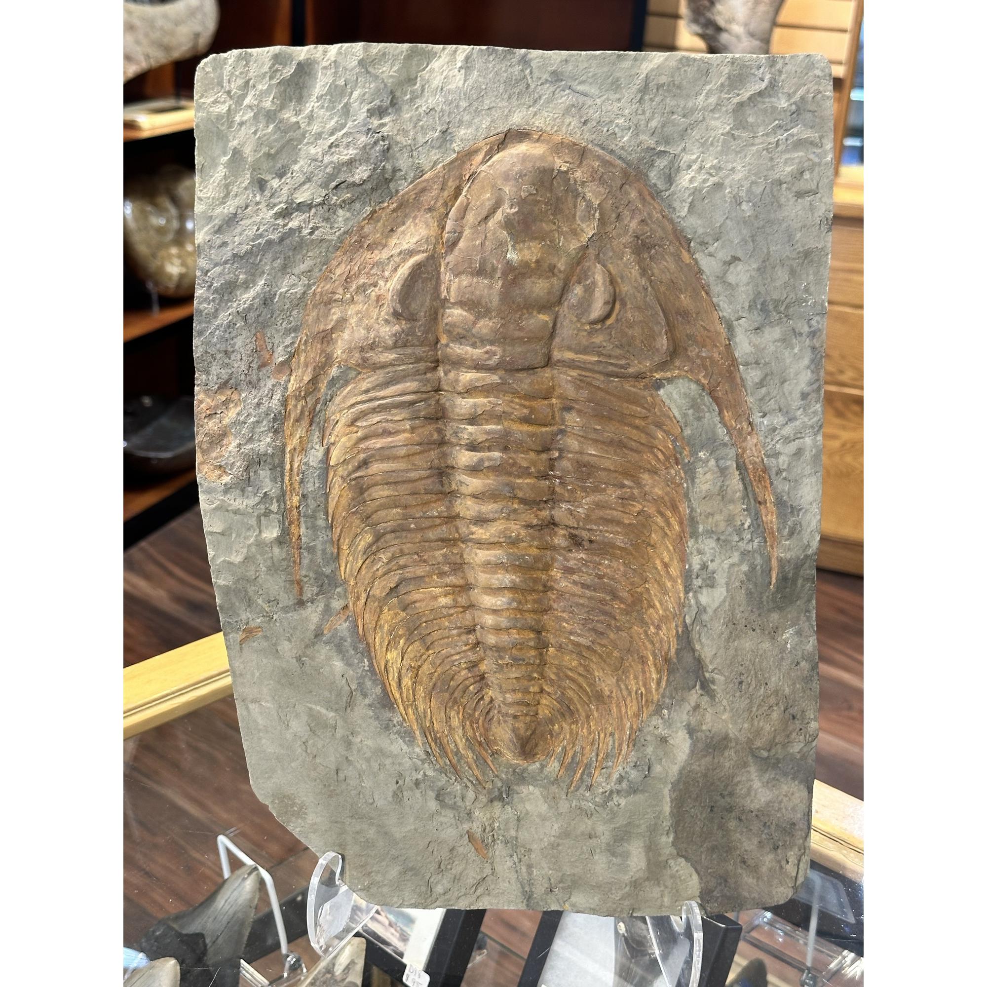 Fossil Paradoxides, Trilobite Prehistoric Online