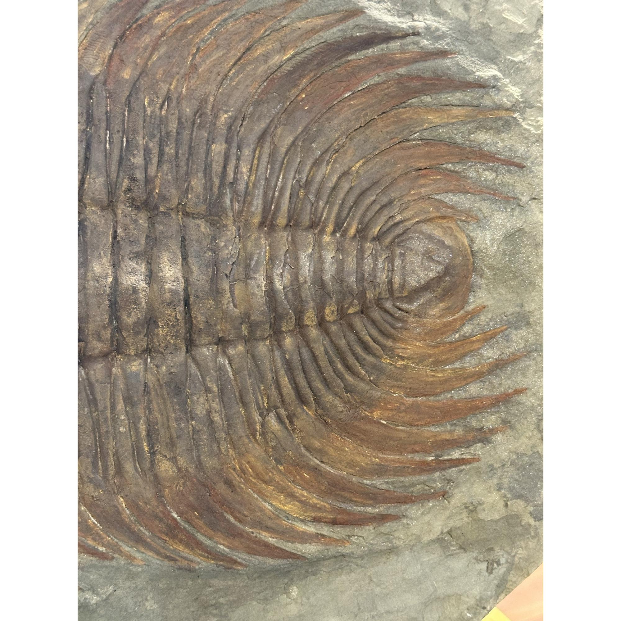 Fossil Paradoxides, Trilobite Prehistoric Online