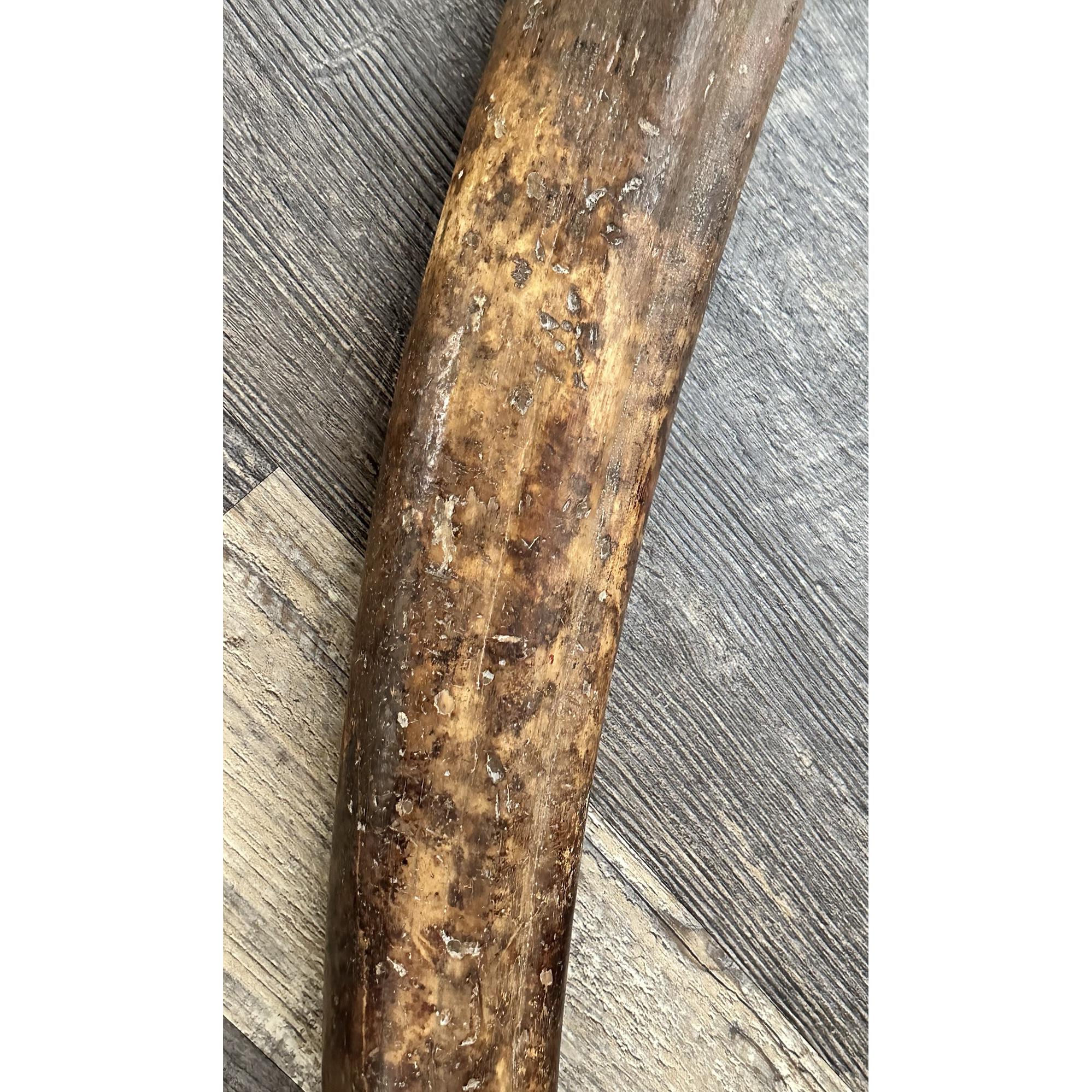 Fossil Walrus Tusk, 6.1 pound Prehistoric Online