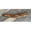 Fossil Walrus Tusk, 6.1 pound Prehistoric Online