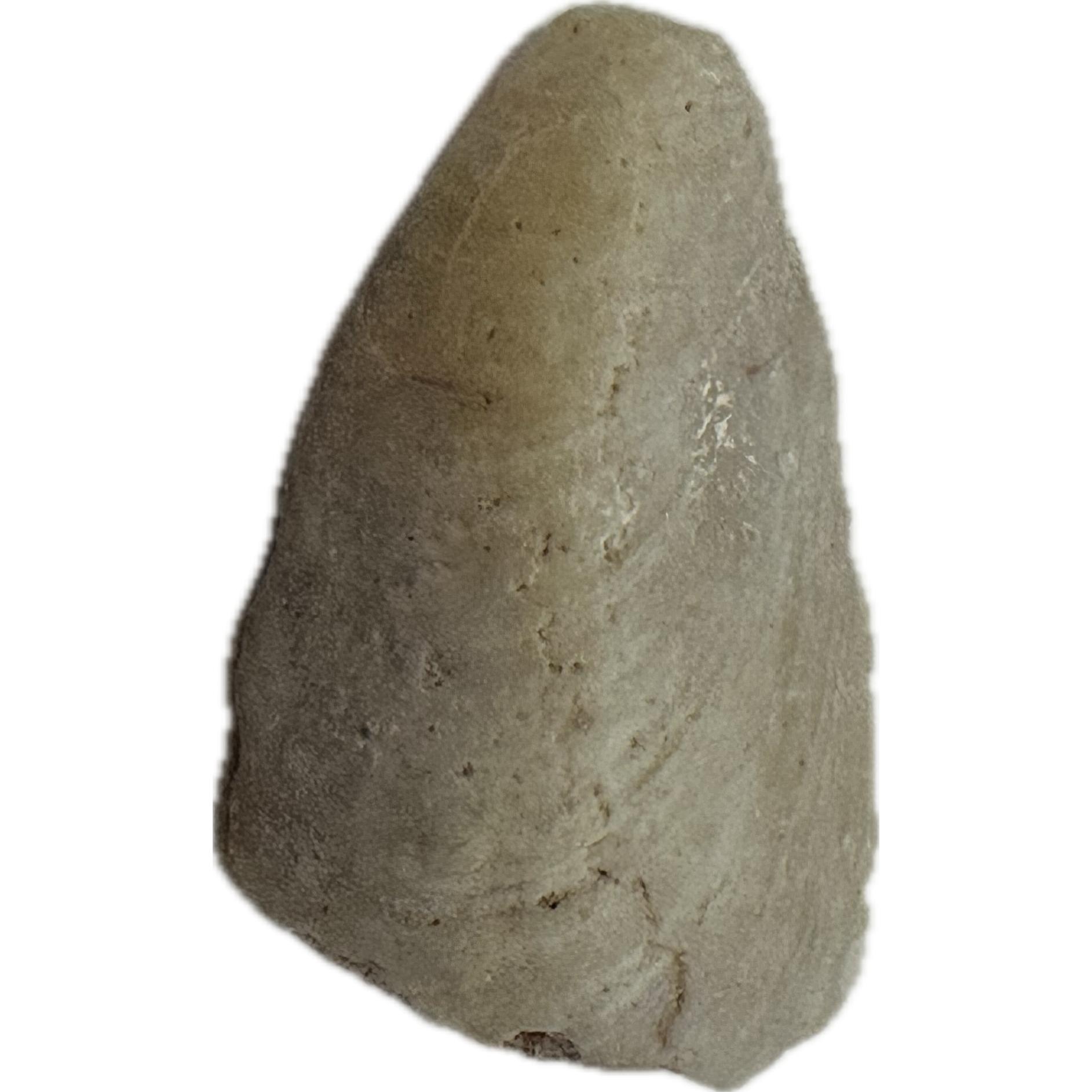 Opalized Clam, Coober Pedy, Australia Prehistoric Online
