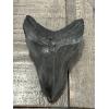 Megalodon Tooth, South Carolina, 4 1/2 inch Prehistoric Online