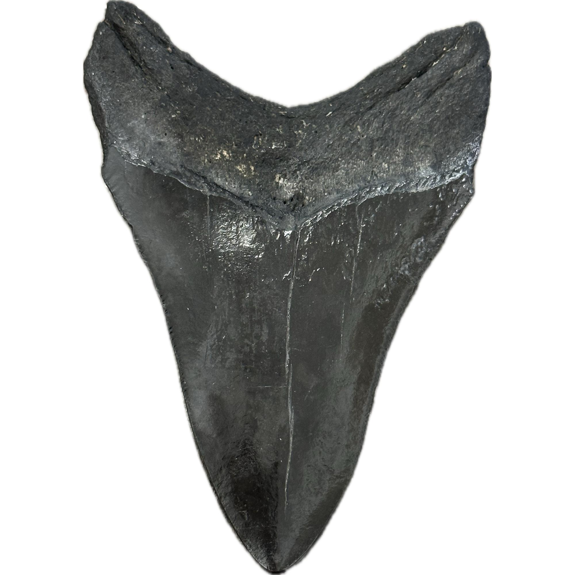 Megalodon Tooth, South Carolina, 4 1/2 inch Prehistoric Online