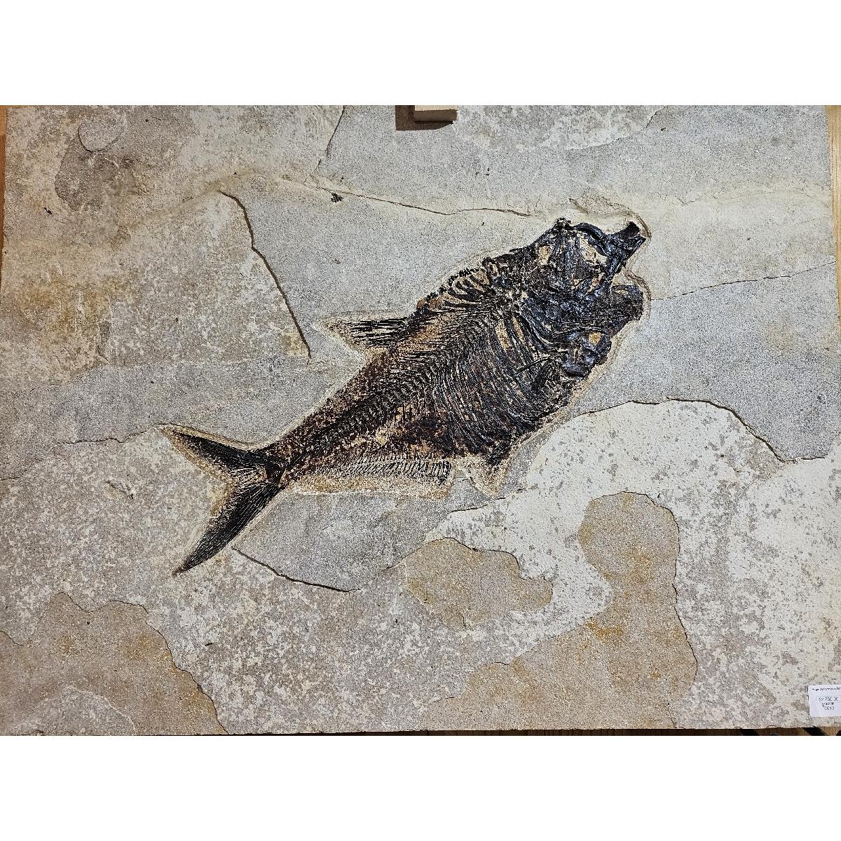 Diplomystus Fish, Wyoming, 28 inches Prehistoric Online