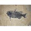 Phareodus Fish, Kemmerer, WY, 3 foot Prehistoric Online