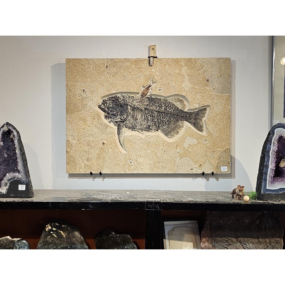 Phareodus Fish, Kemmerer, WY, 3 foot Prehistoric Online