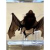 Bat in clear Acryllic Prehistoric Online