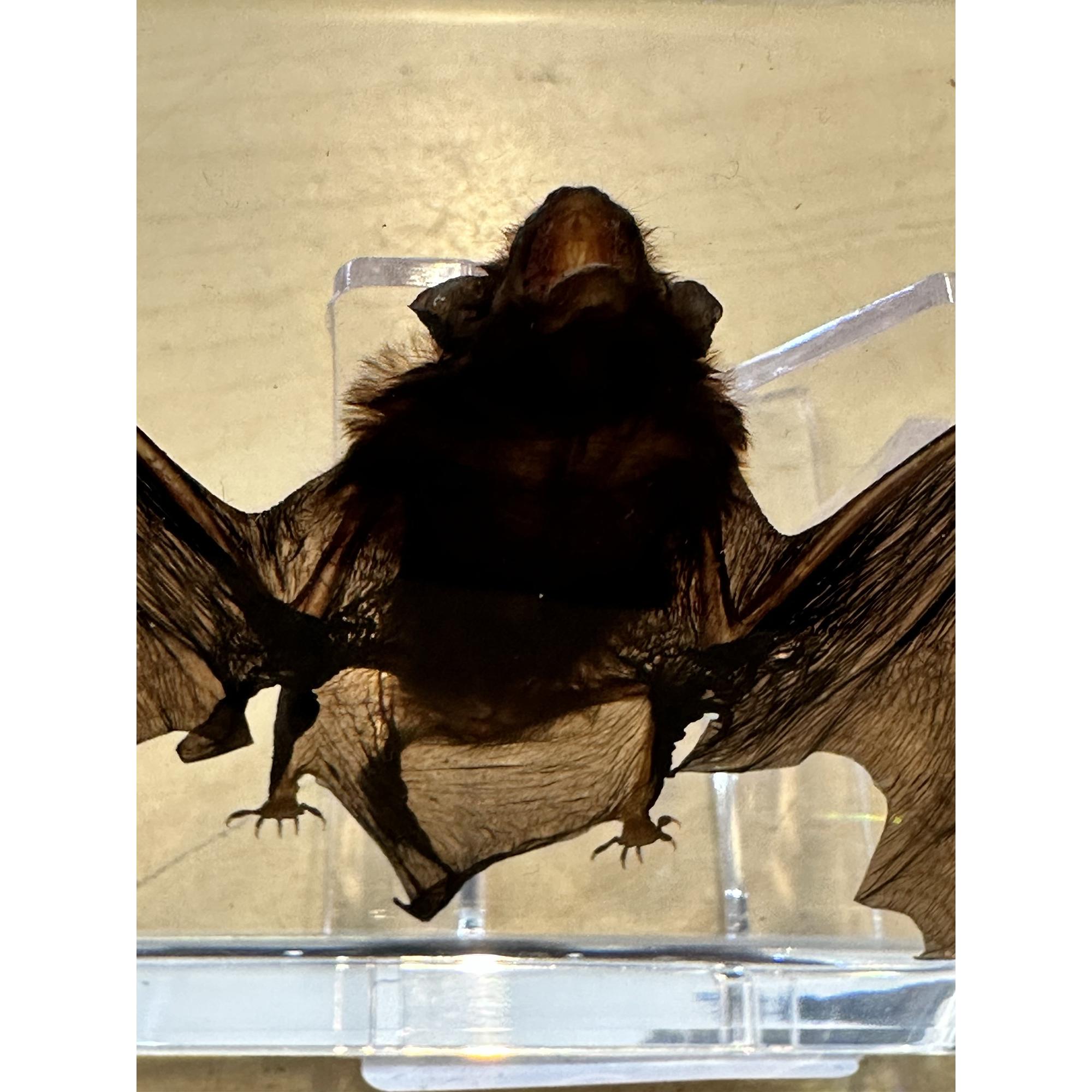 Bat in clear Acryllic Prehistoric Online