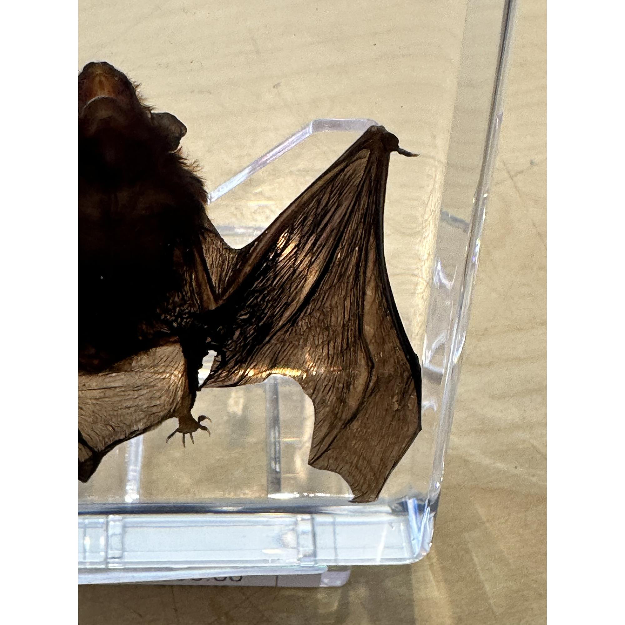 Bat in clear Acryllic → Prehistoric Online