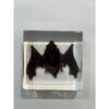 Bat in clear Acryllic Prehistoric Online