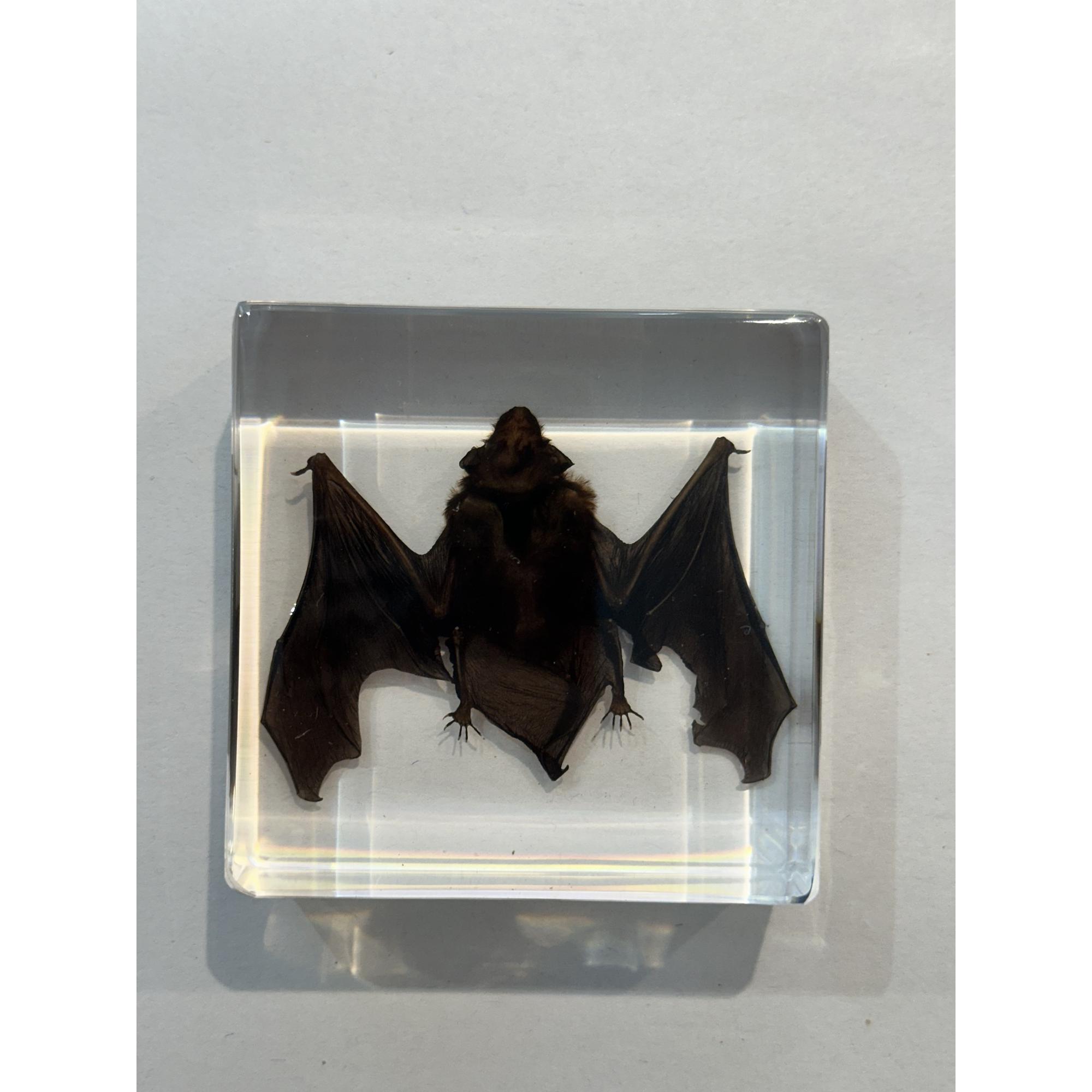 Bat in clear Acryllic Prehistoric Online