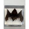 Bat in clear Acryllic Prehistoric Online