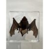 Bat in clear Acryllic Prehistoric Online