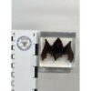 Bat in clear Acryllic Prehistoric Online