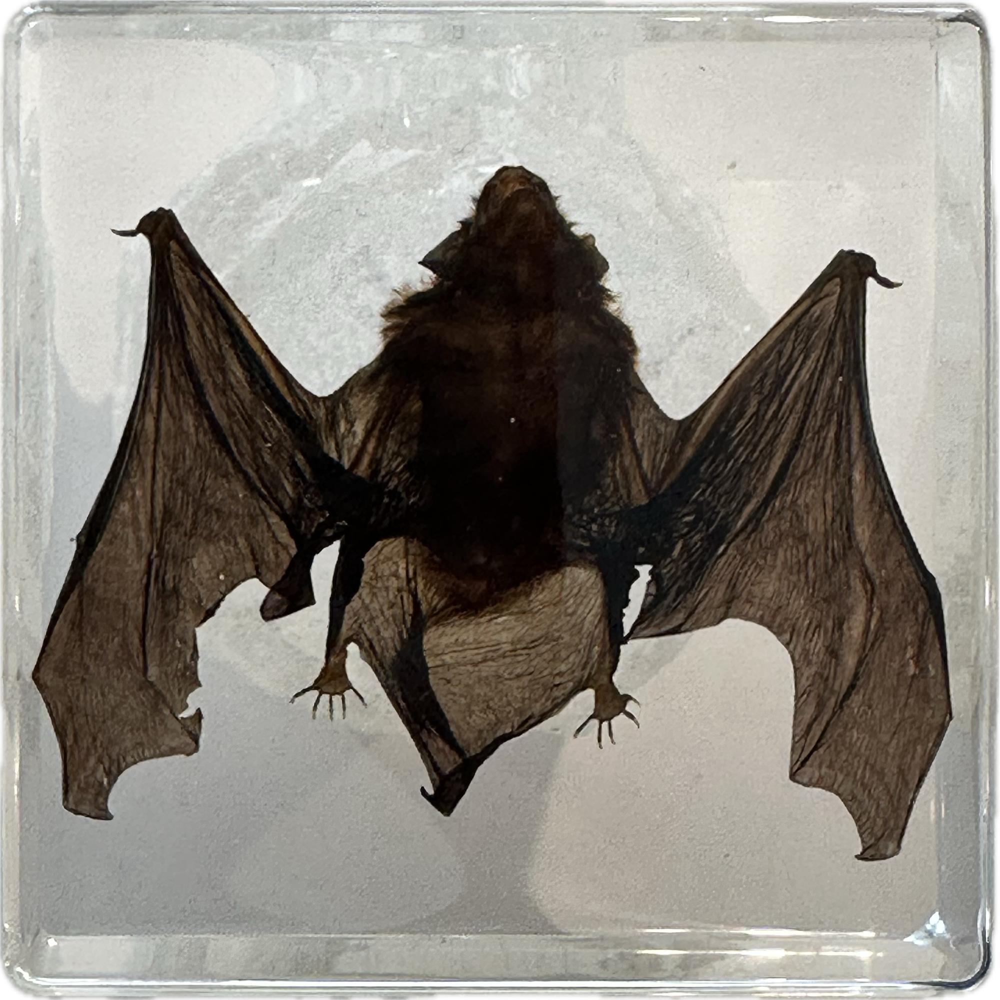 Bat in clear Acryllic Prehistoric Online