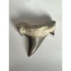 Otodus shark tooth in display Prehistoric Online