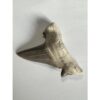 Otodus shark tooth in display Prehistoric Online