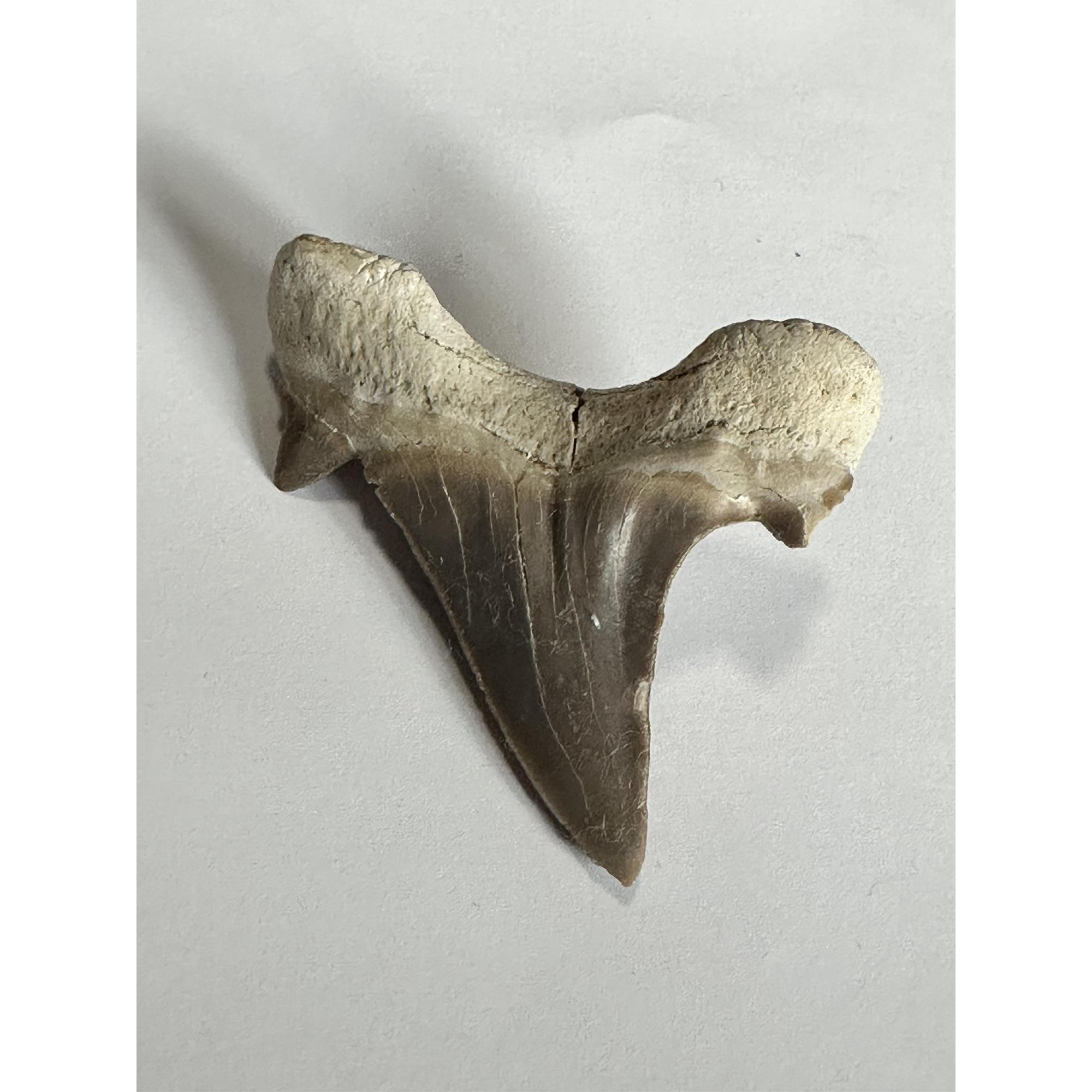 Otodus shark tooth in display Prehistoric Online