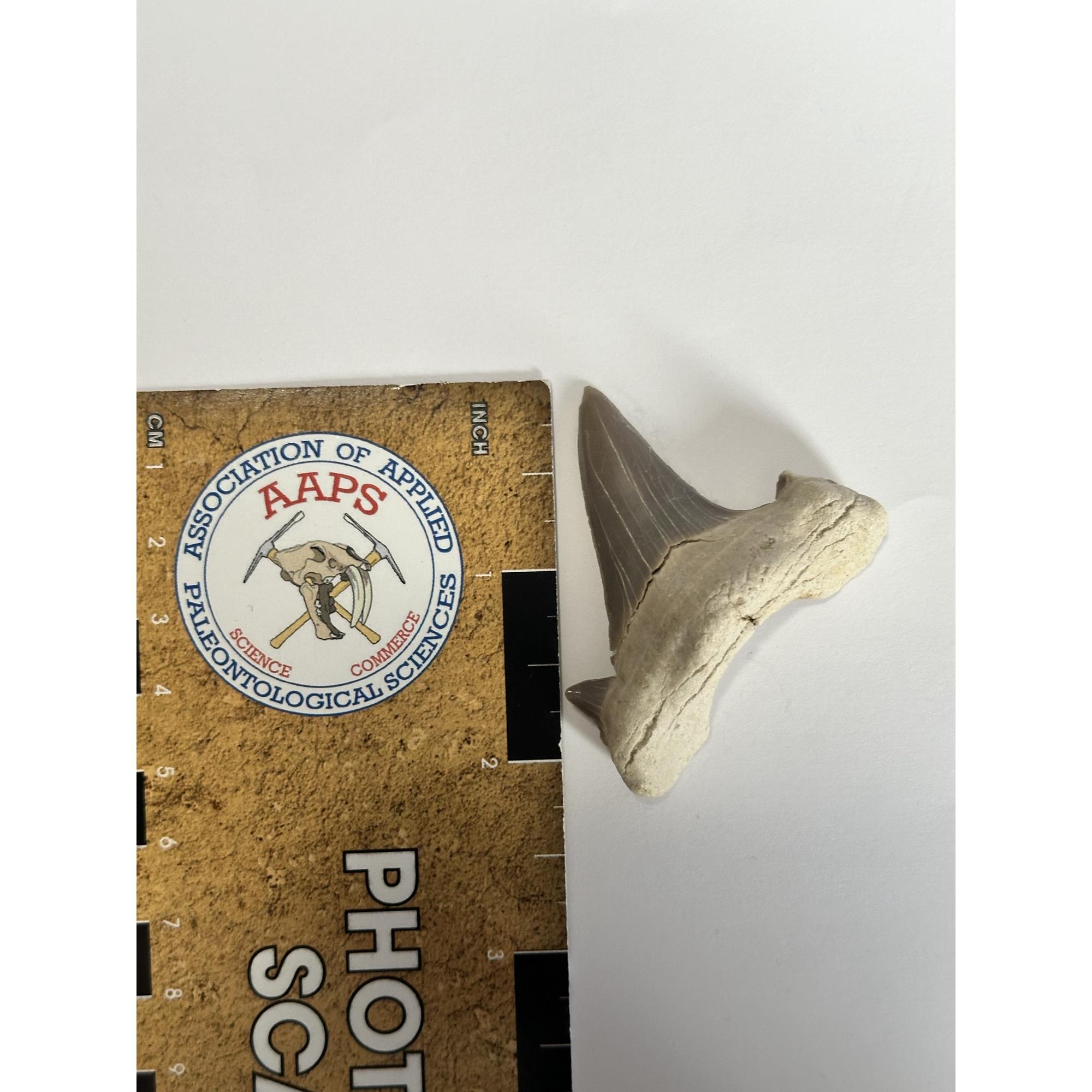 Otodus shark tooth in display Prehistoric Online