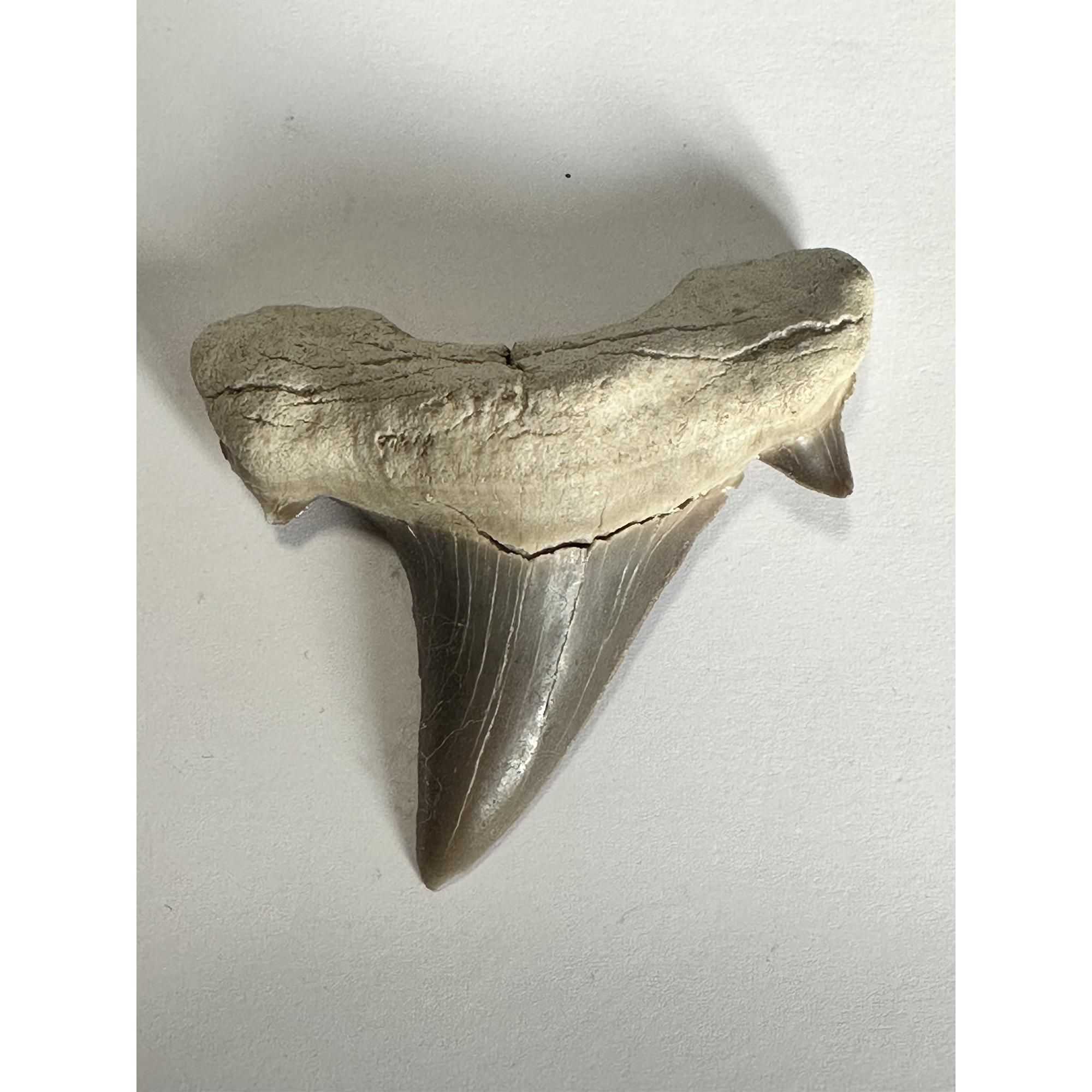 Otodus shark tooth in display Prehistoric Online