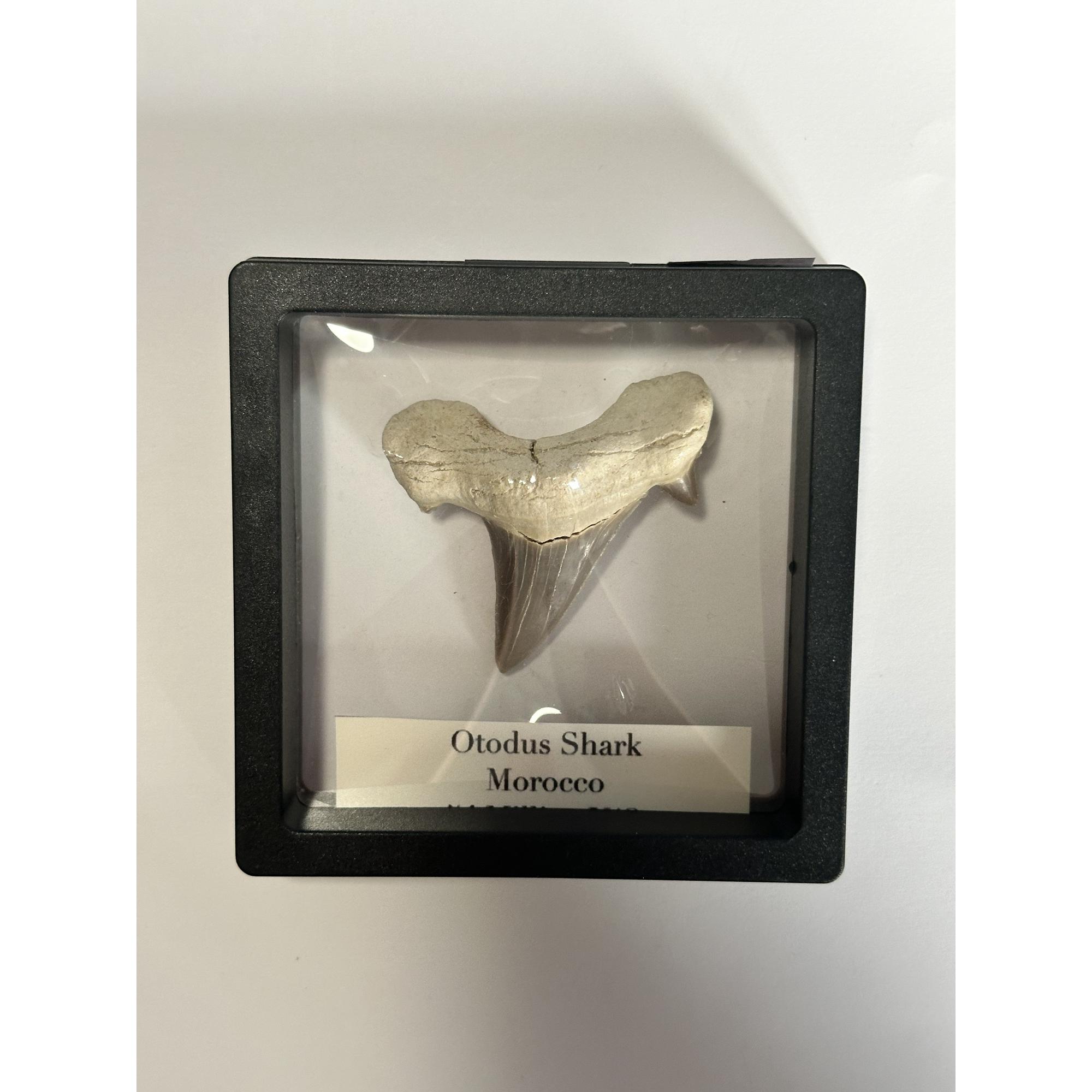 Otodus shark tooth in display Prehistoric Online