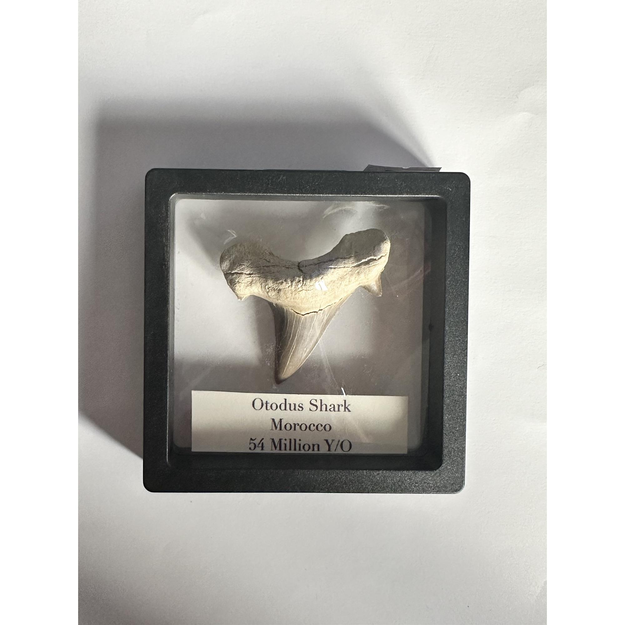 Otodus shark tooth in display Prehistoric Online