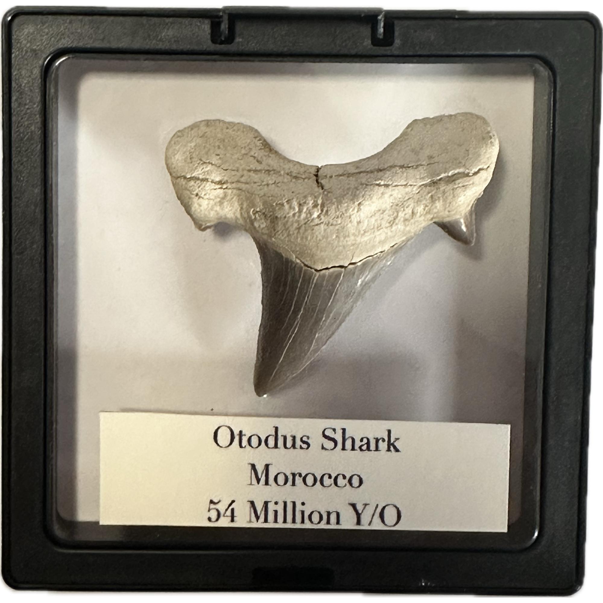 Otodus shark tooth in display Prehistoric Online