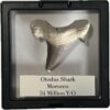 Otodus shark tooth in display Prehistoric Online