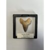 Otodus shark tooth, free display Prehistoric Online