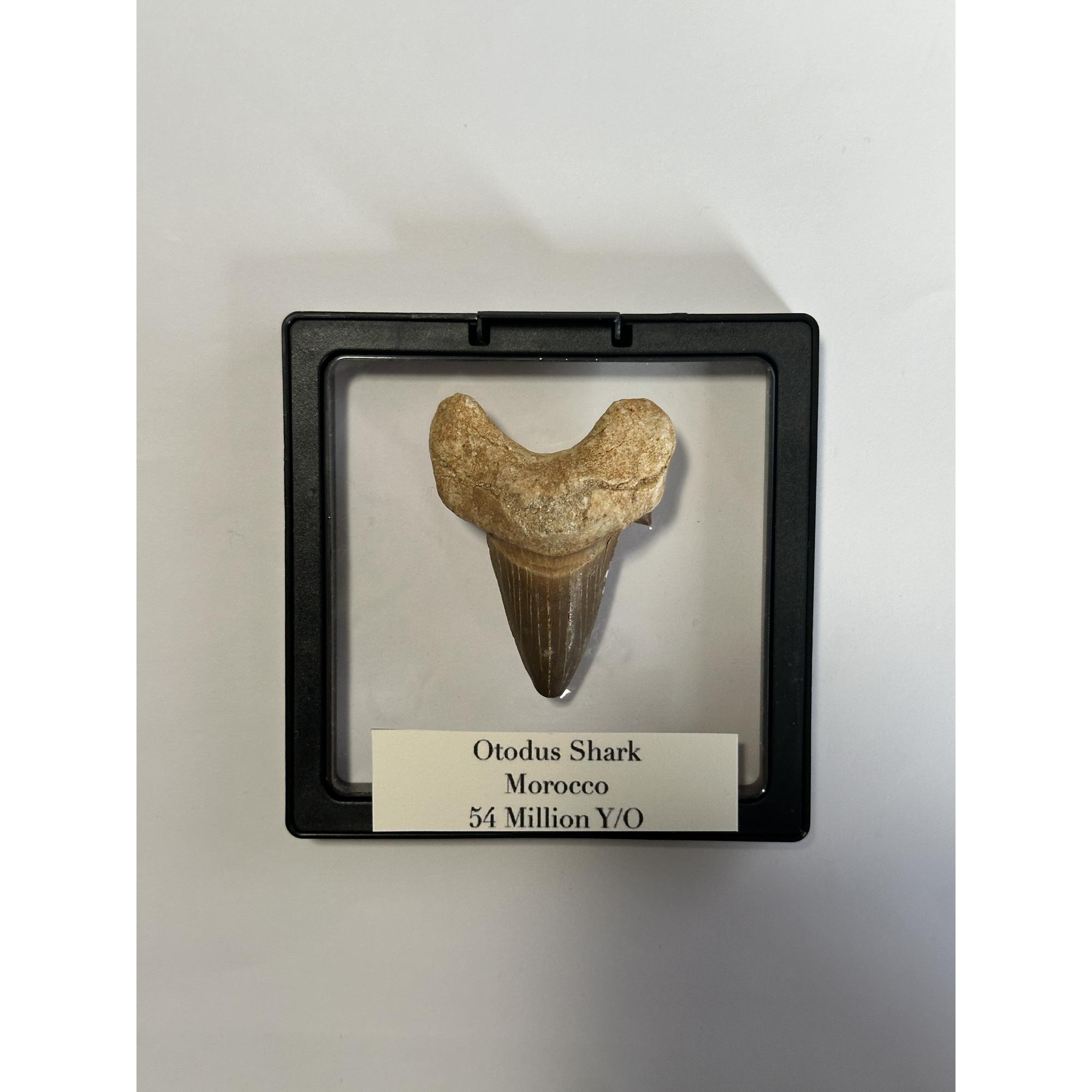 Otodus shark tooth, free display Prehistoric Online