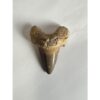 Otodus shark tooth, free display Prehistoric Online