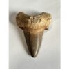 Otodus shark tooth, free display Prehistoric Online