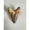 Otodus shark tooth, free display Prehistoric Online