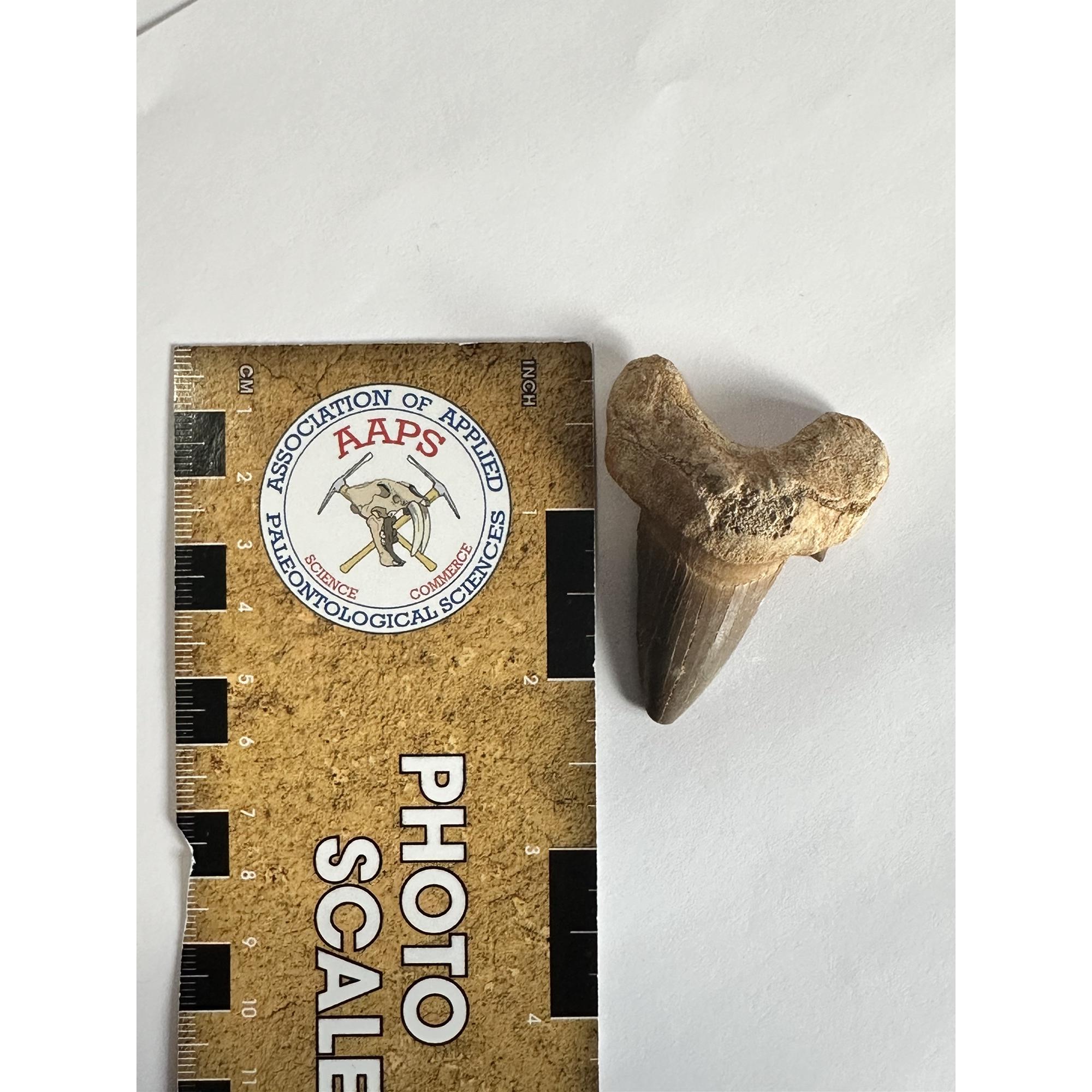 Otodus shark tooth, free display Prehistoric Online