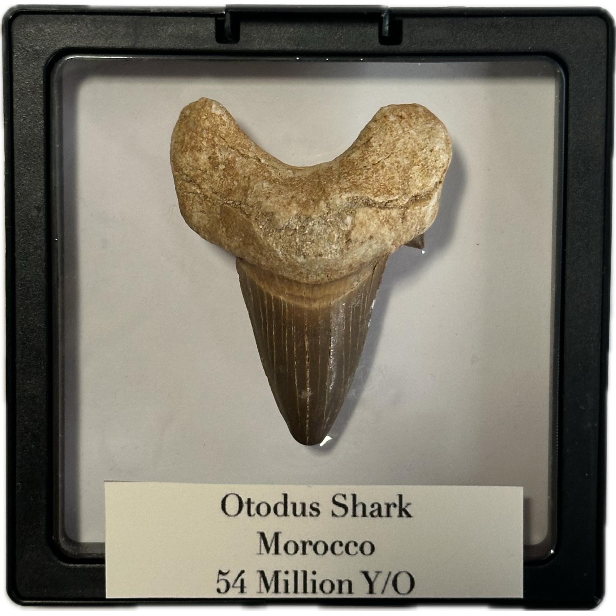 Otodus shark tooth, free display Prehistoric Online