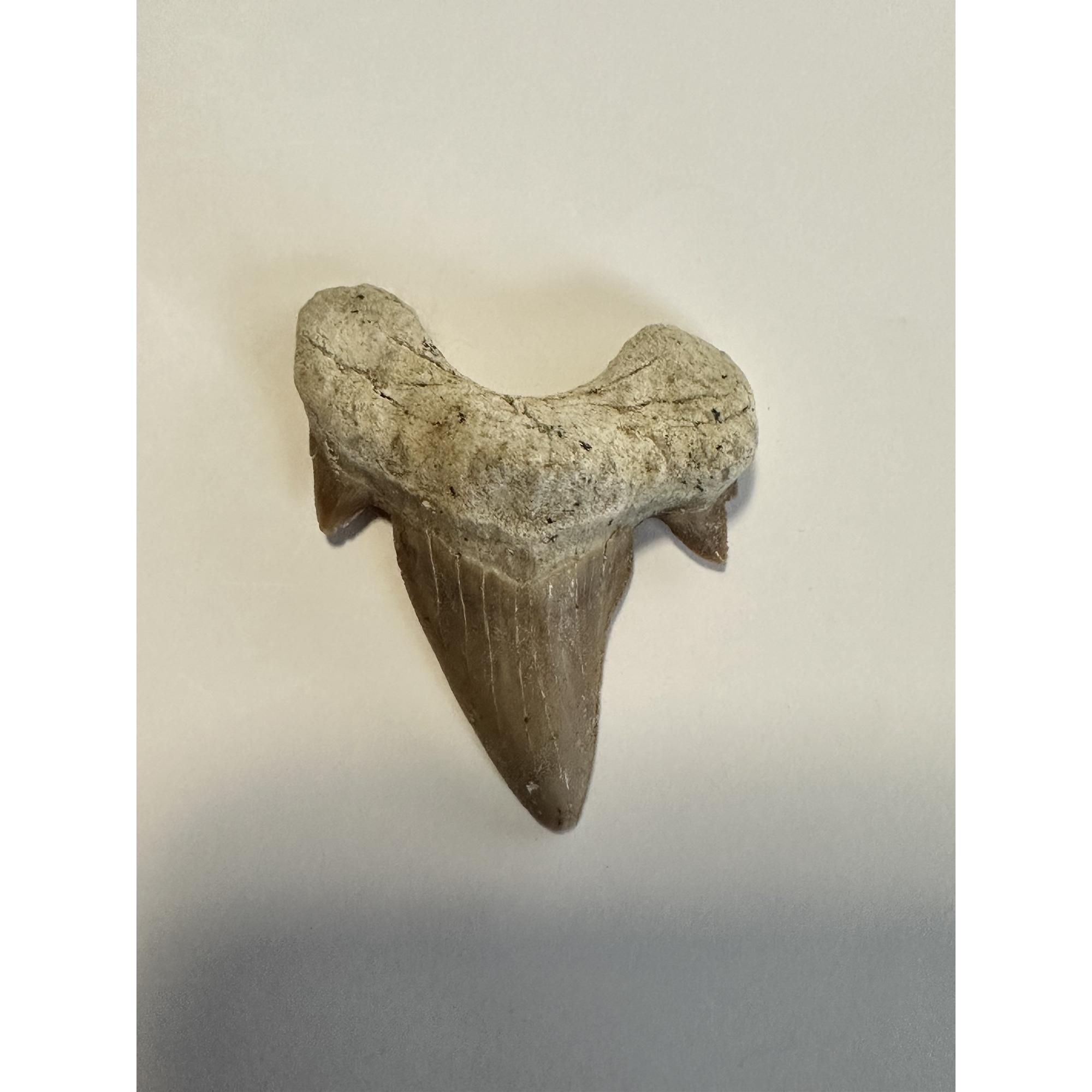 Otodus shark tooth, free 3d display Prehistoric Online