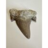 Otodus shark tooth, free 3d display Prehistoric Online