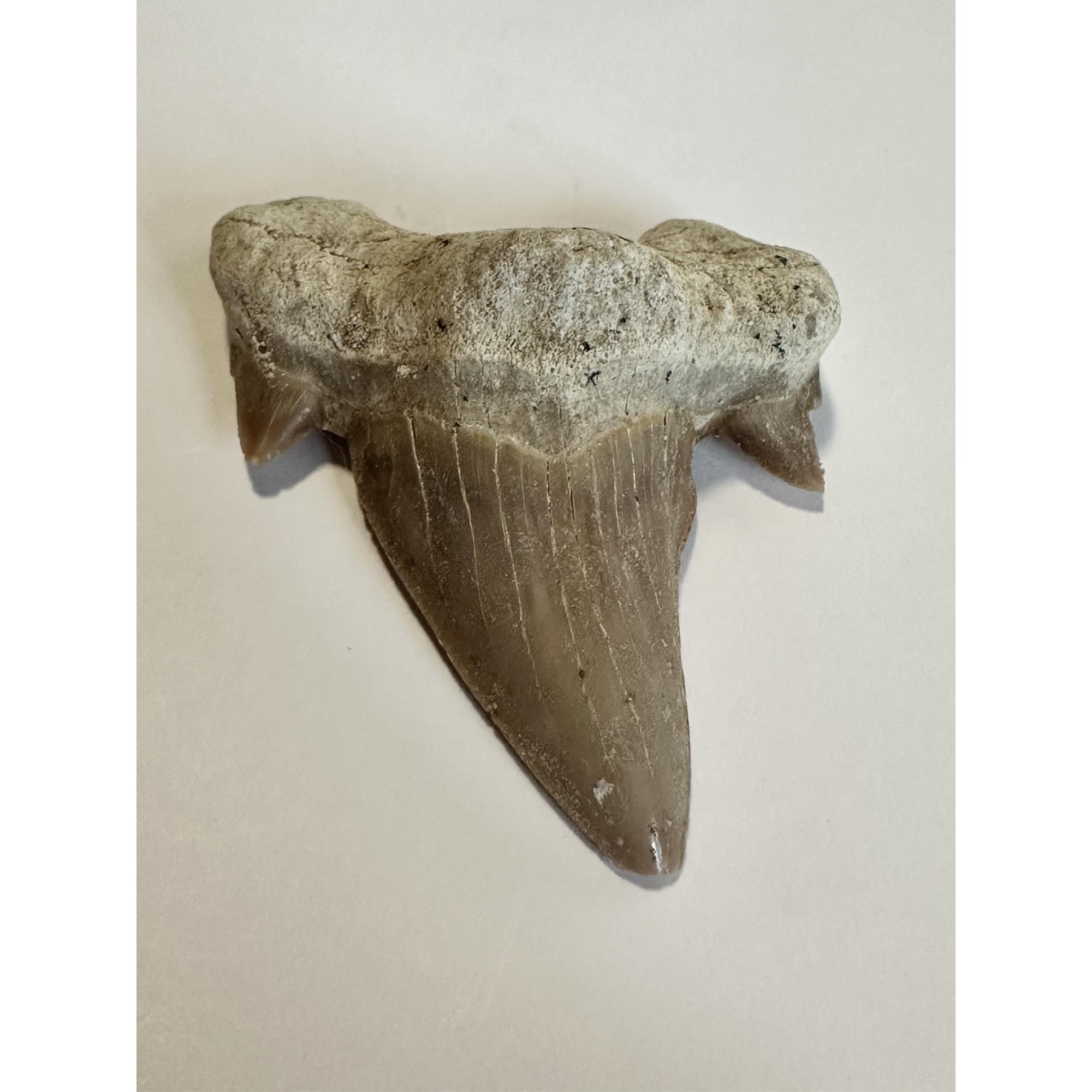 Otodus shark tooth, free 3d display Prehistoric Online