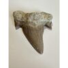 Otodus shark tooth, free 3d display Prehistoric Online