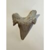 Otodus shark tooth, free 3d display Prehistoric Online