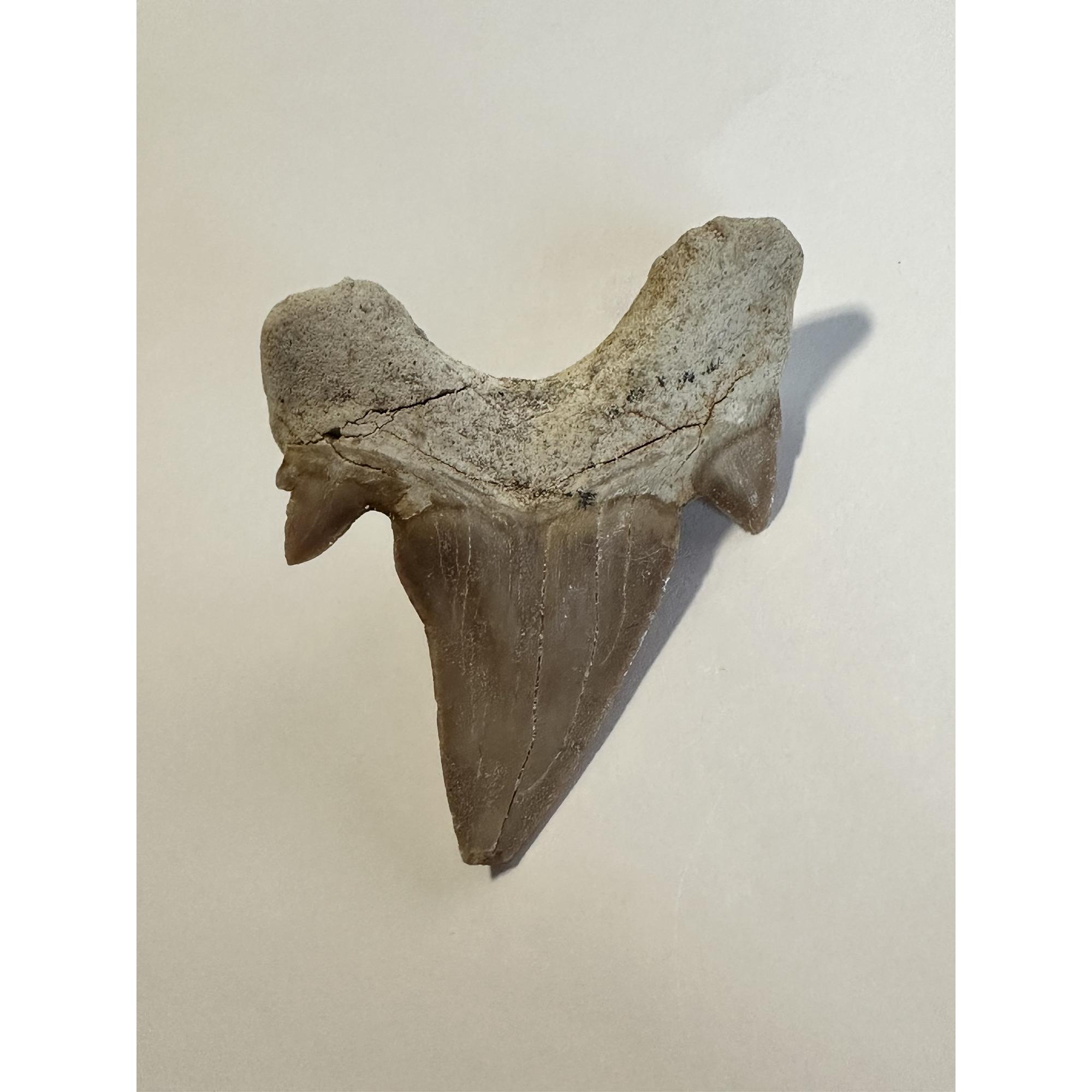 Otodus shark tooth, free 3d display Prehistoric Online