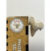 Otodus shark tooth, free 3d display Prehistoric Online