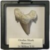 Otodus shark tooth, free 3d display Prehistoric Online