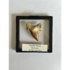 Otodus shark tooth, free 3d display Prehistoric Online