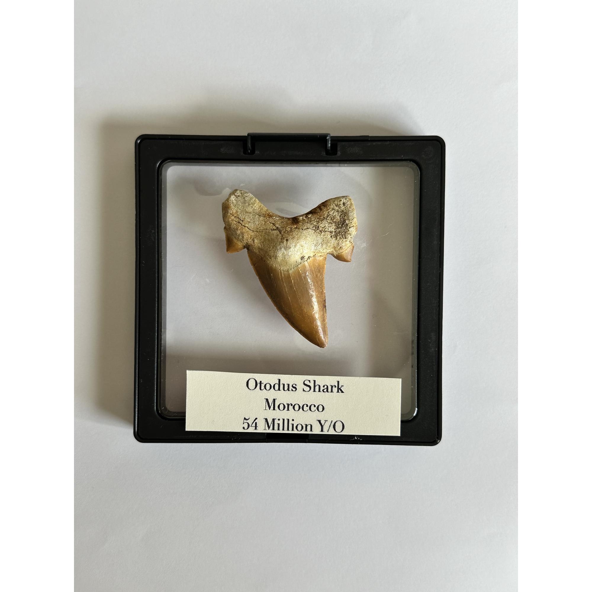 Otodus shark tooth, free 3d display Prehistoric Online