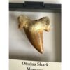 Otodus shark tooth, free 3d display Prehistoric Online